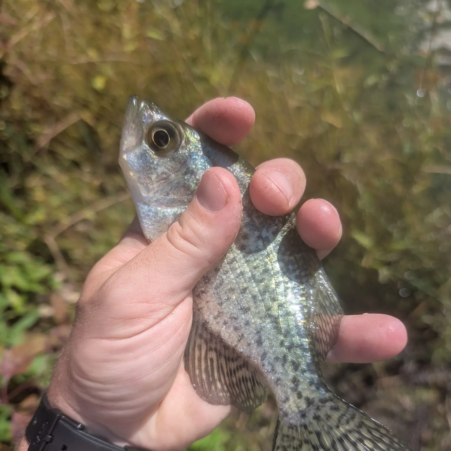 Black crappie caught on Fishbrain