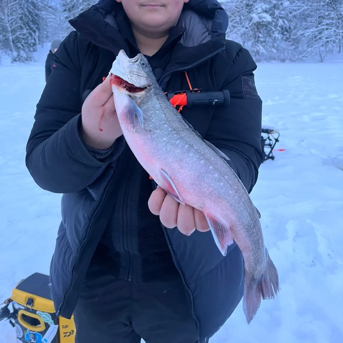 The most recent Arctic char catches on Fishbrain