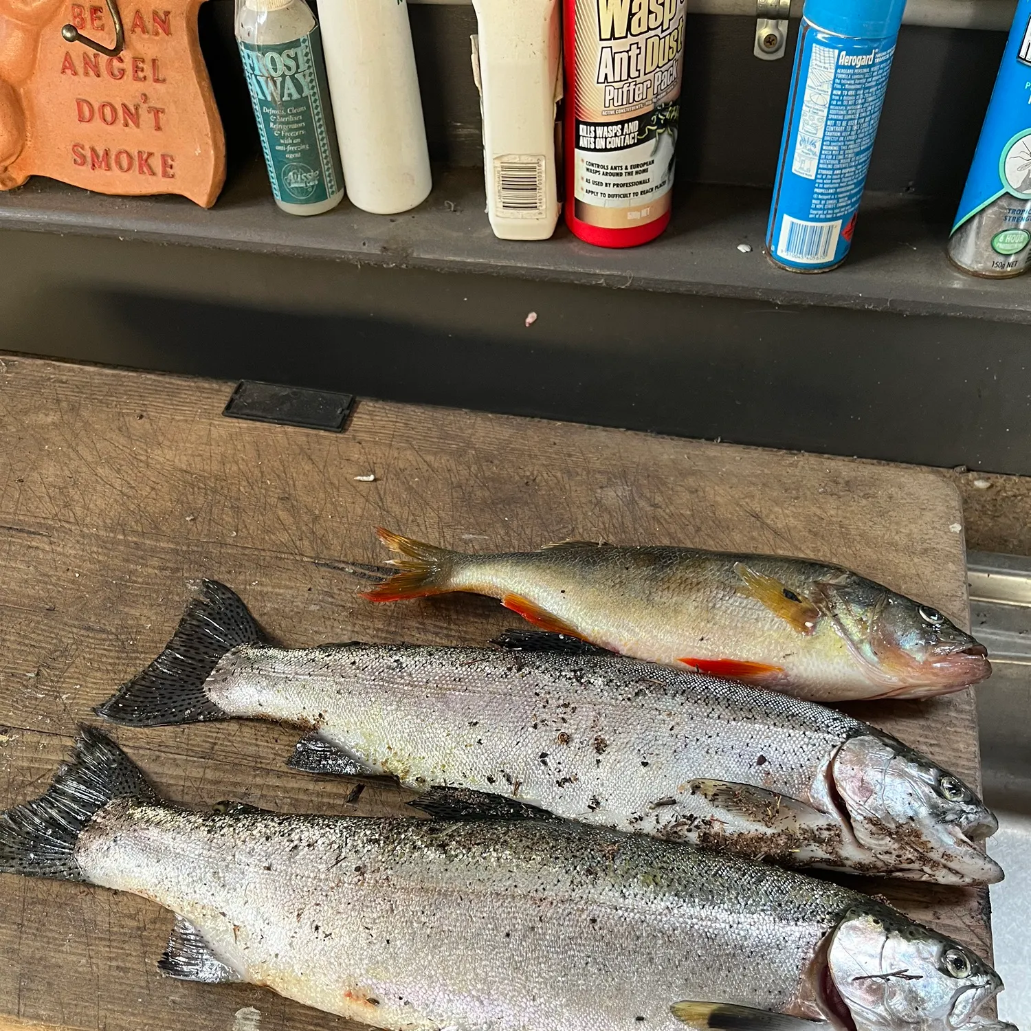 recently logged catches