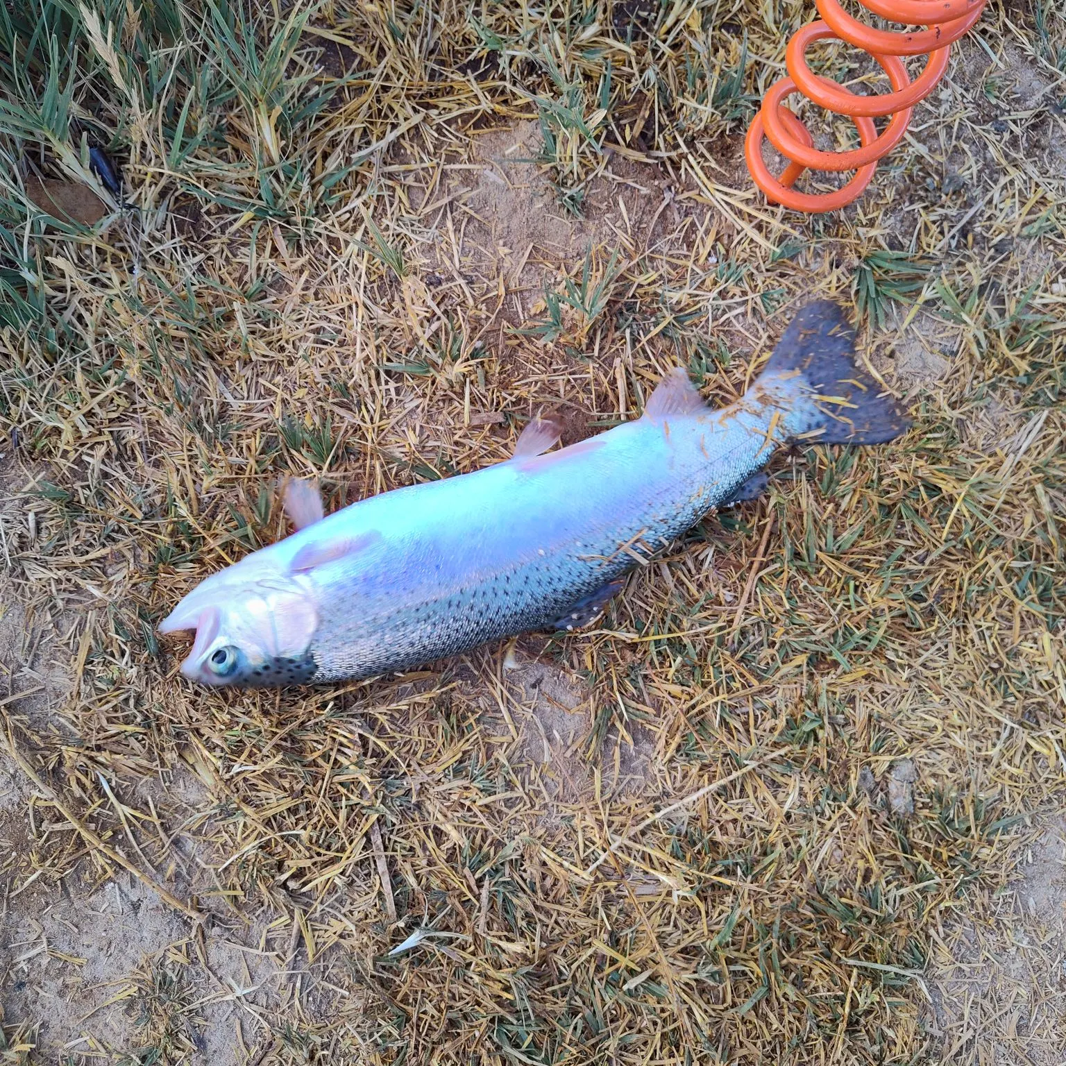 Rainbow trout caught on Fishbrain