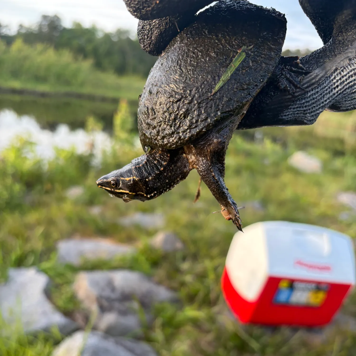 catch