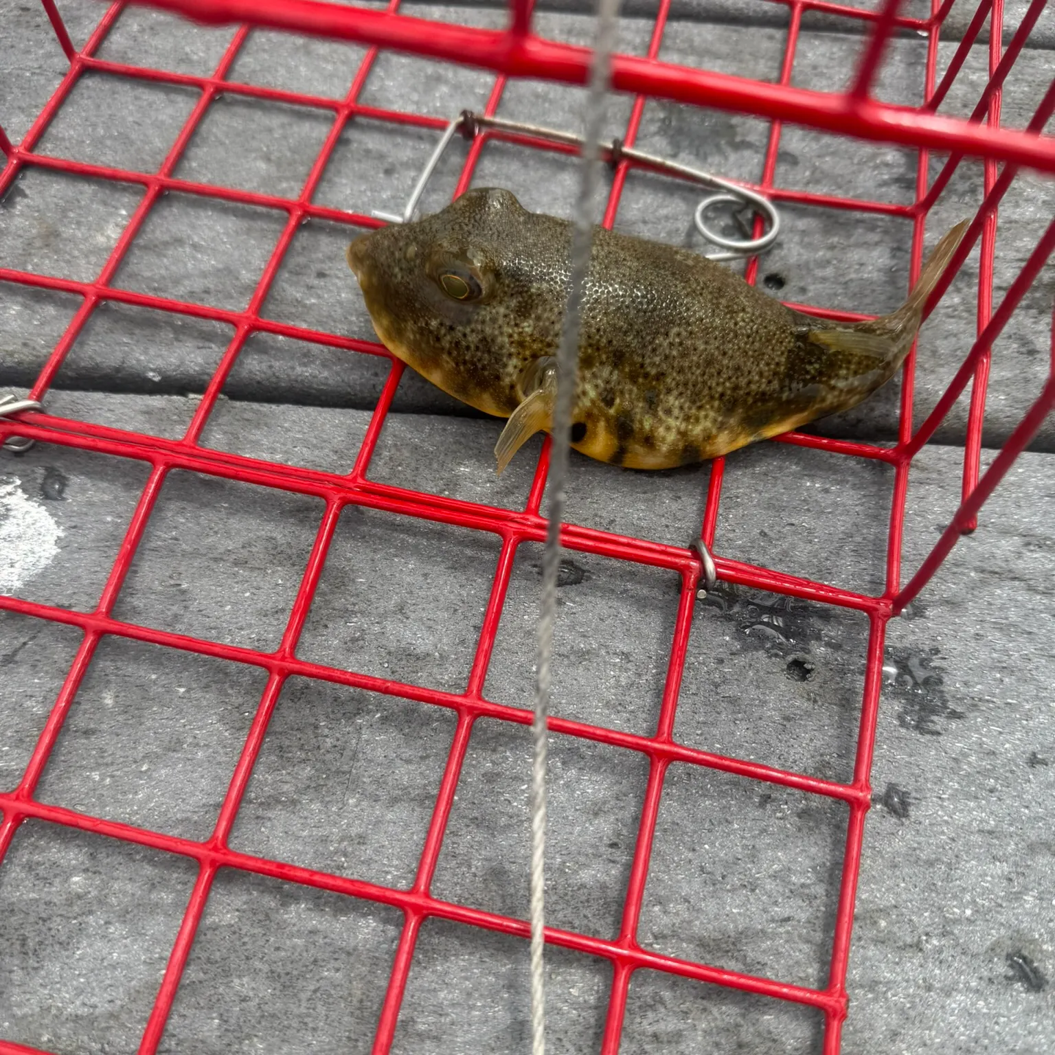 catch