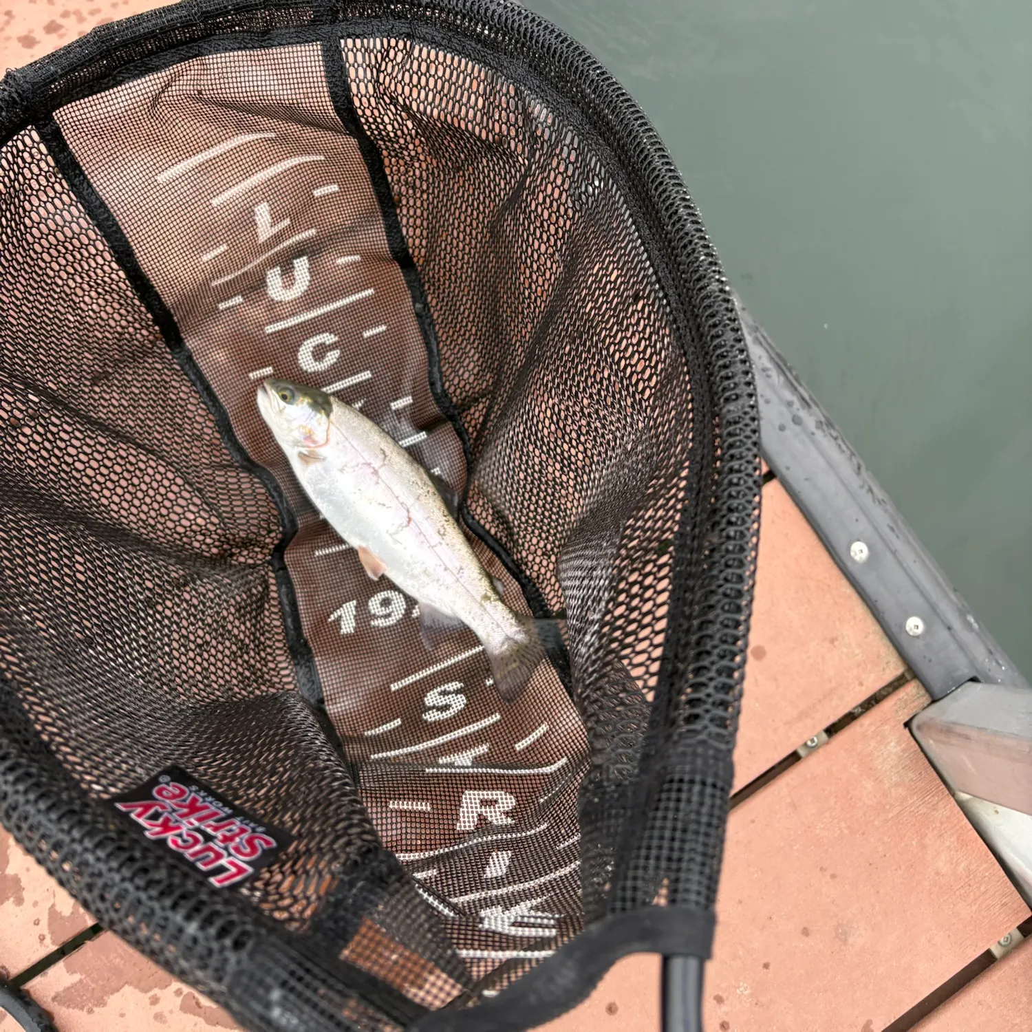 Rainbow trout caught on Fishbrain