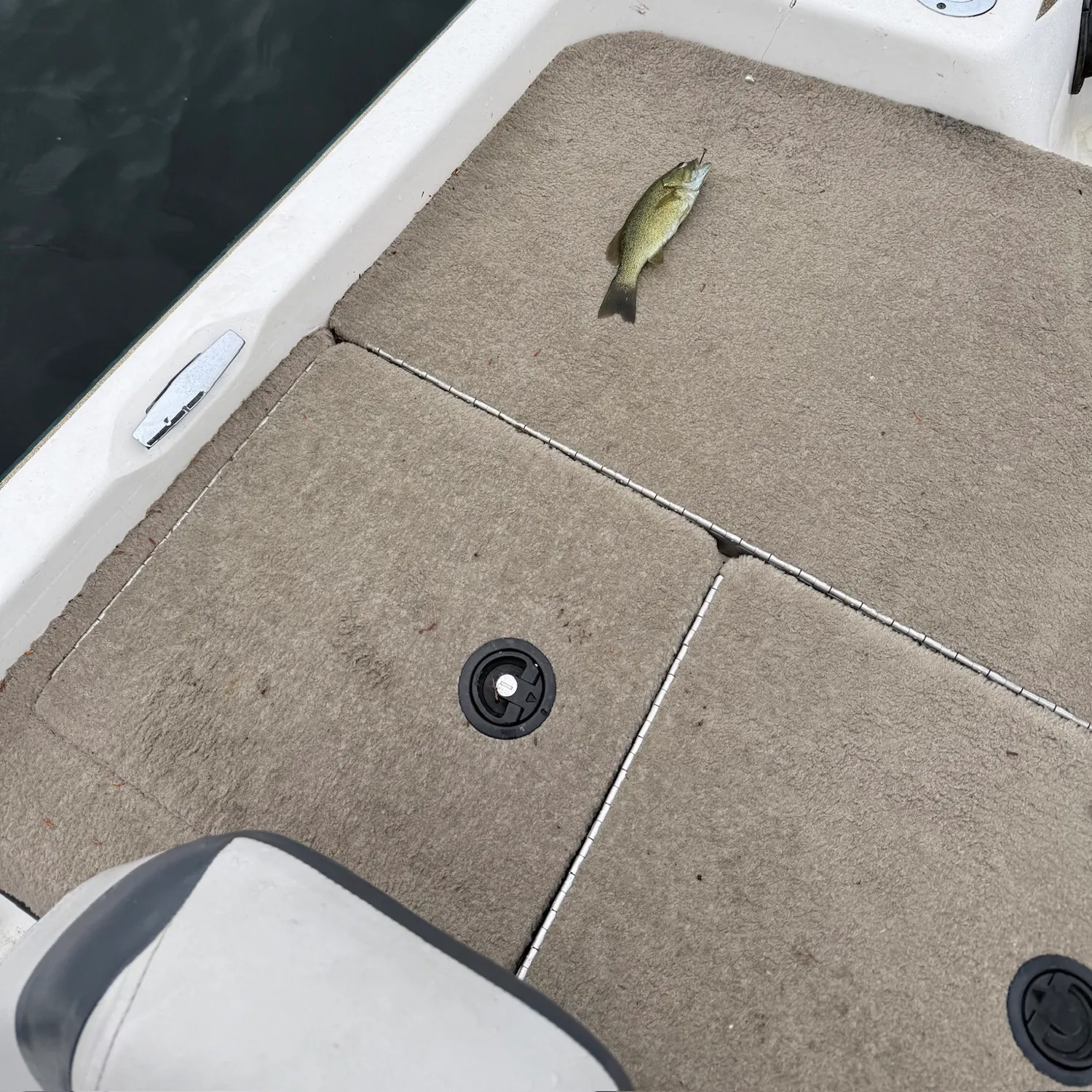 White perch caught on Fishbrain