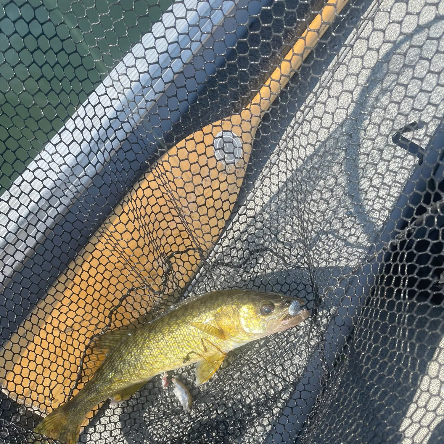 Walleye caught on Fishbrain