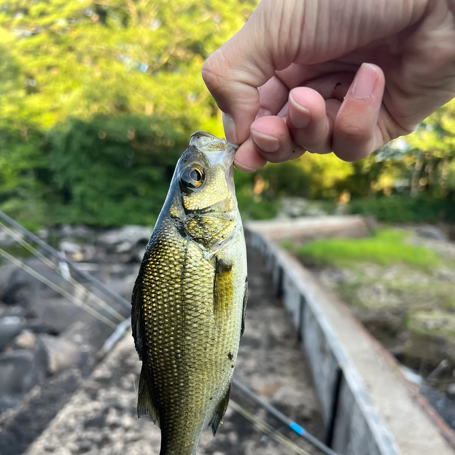 White perch caught on Fishbrain