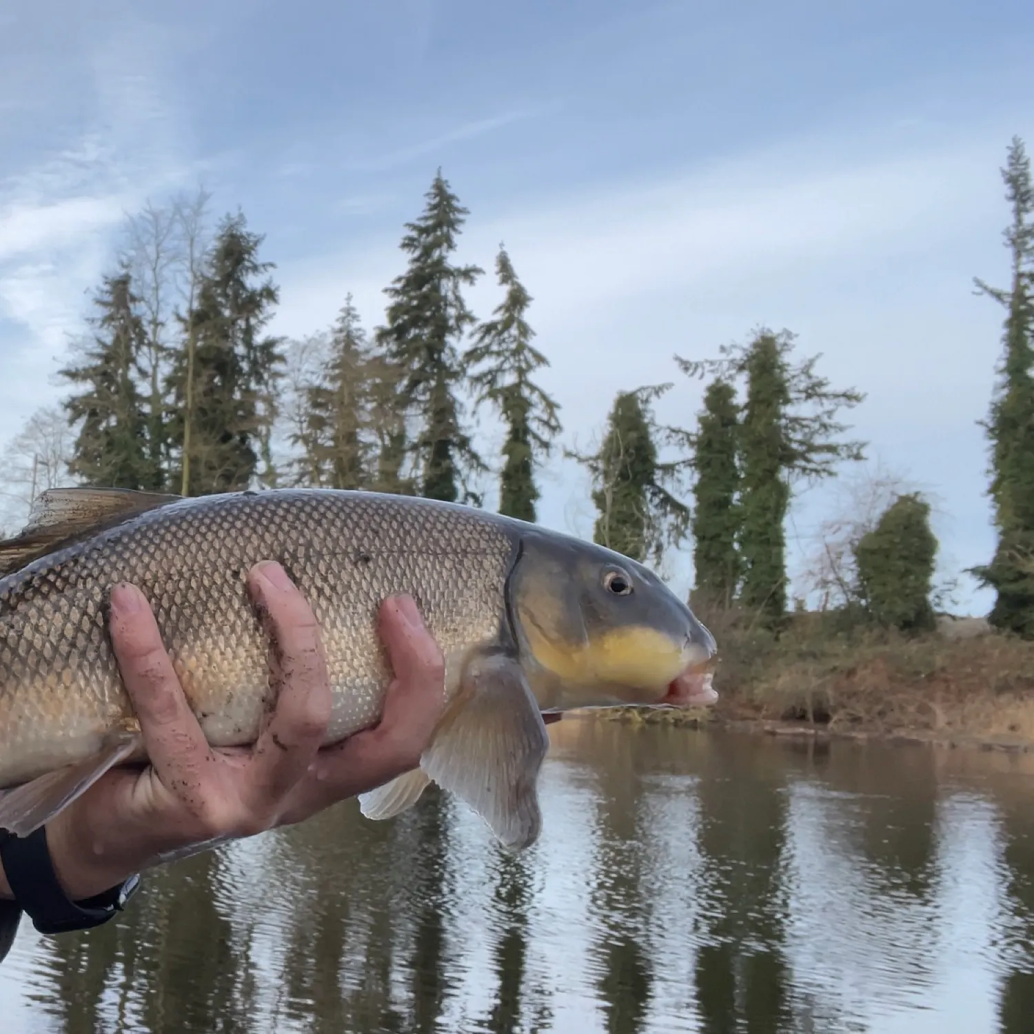 The most popular recent Largescale sucker catch on Fishbrain