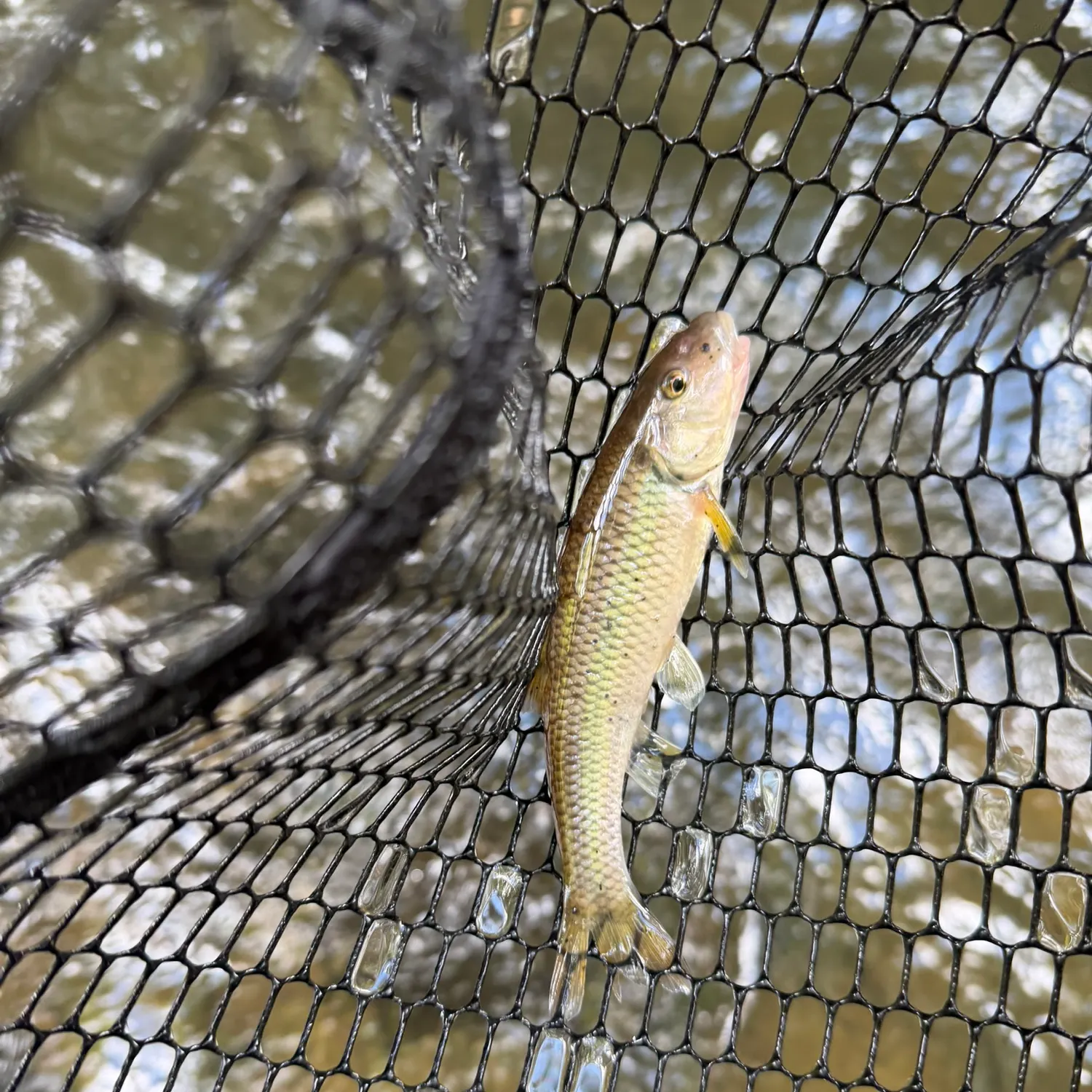 River chub caught on Fishbrain
