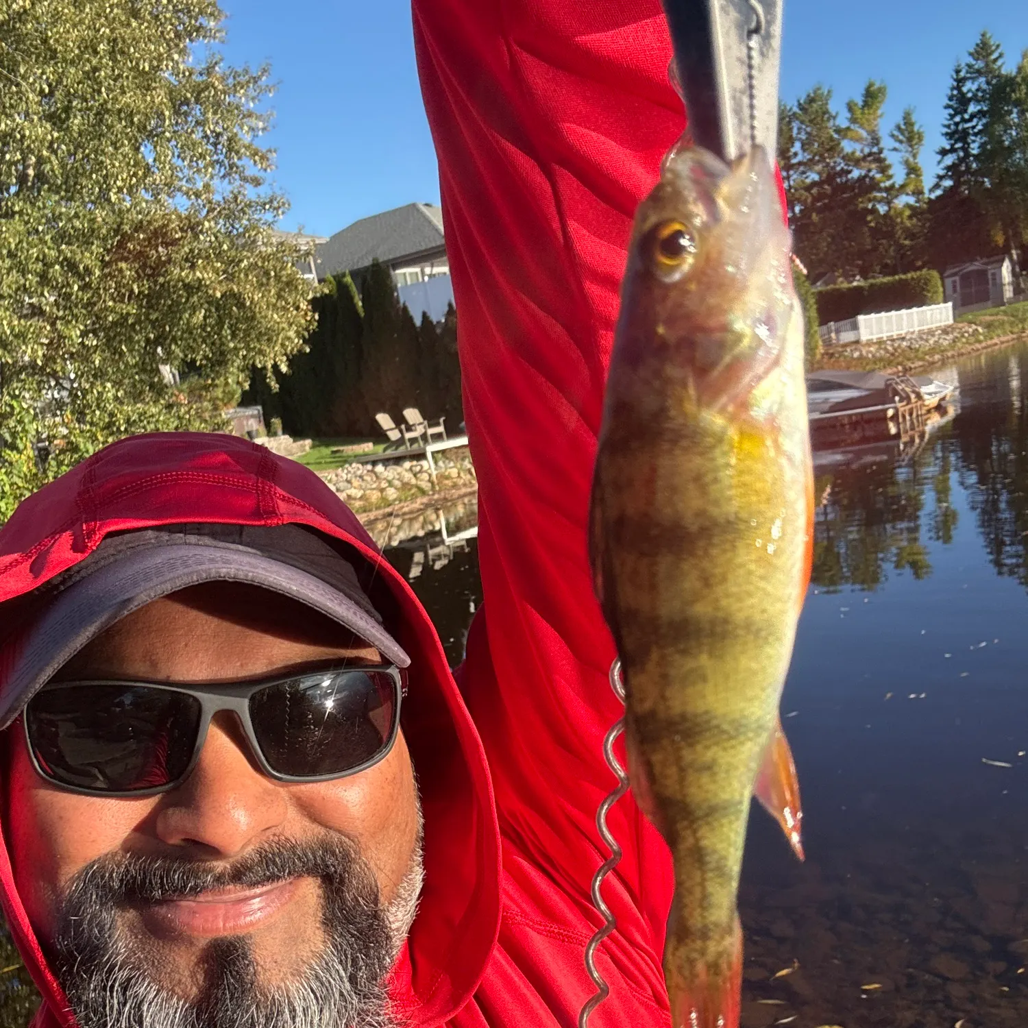 Yellow perch caught on Fishbrain