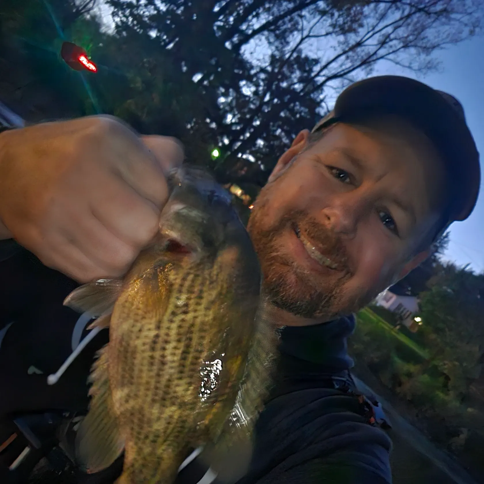 Rock bass caught on Fishbrain