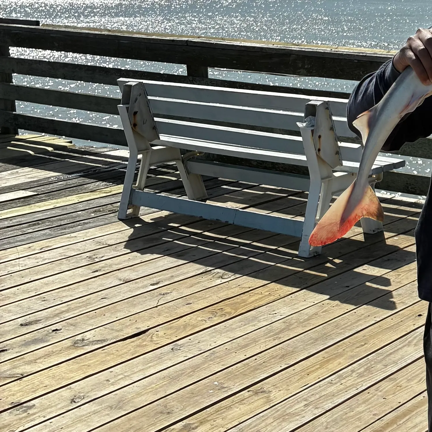 The most recent Piked dogfish catches on Fishbrain