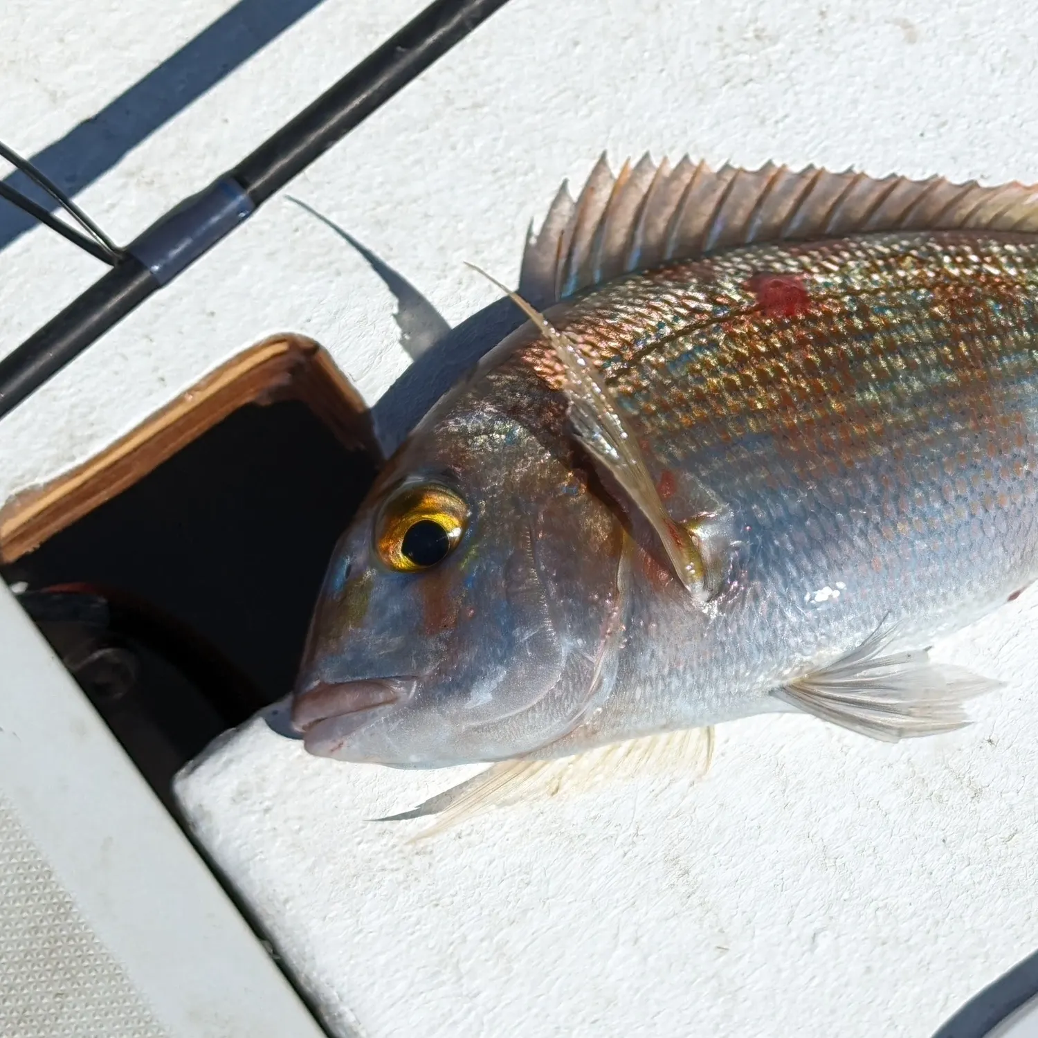 The most recent Common seabream catches on Fishbrain