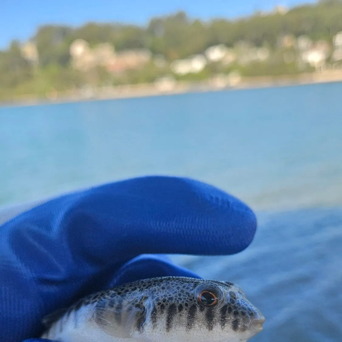 The most recent Reticulated pufferfish catches on Fishbrain