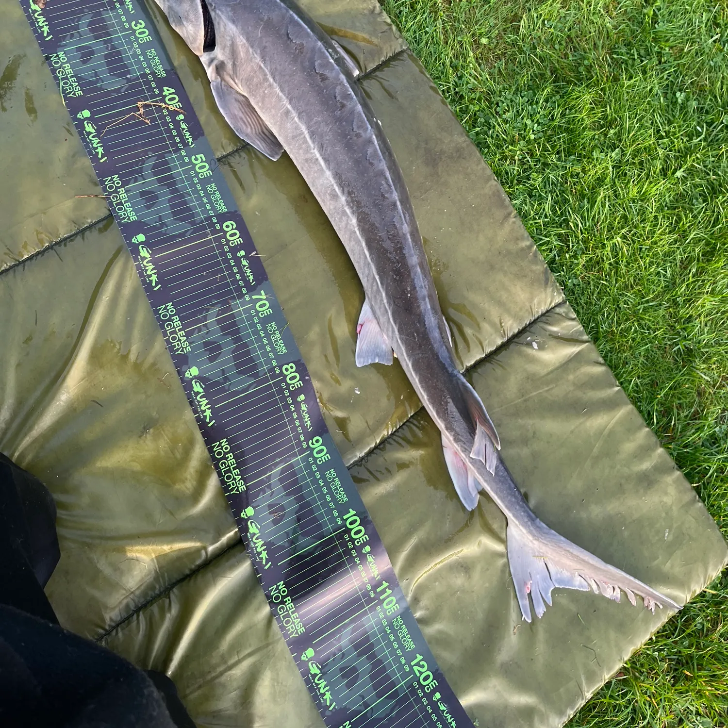 The most recent Siberian sturgeon catches on Fishbrain