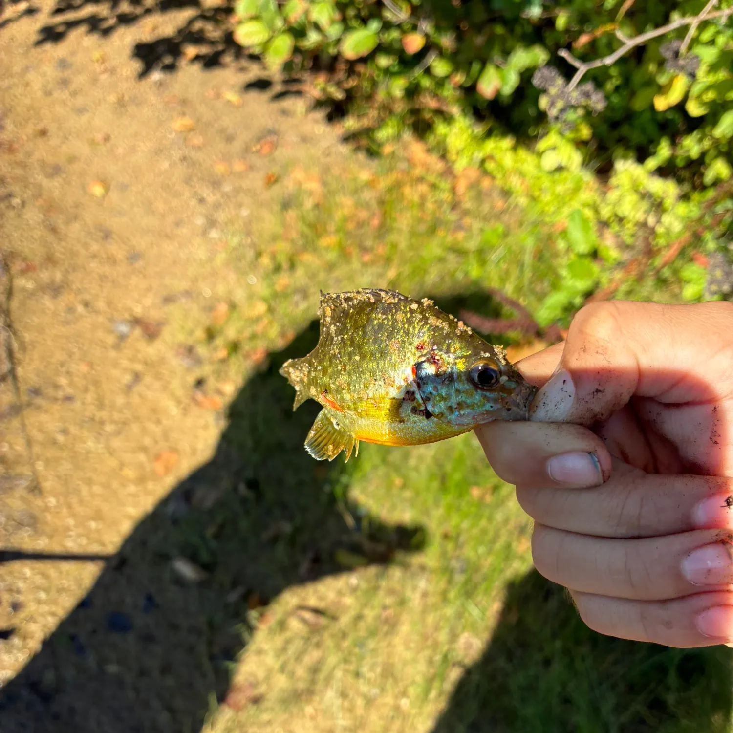 Greengill hybrid caught on Fishbrain