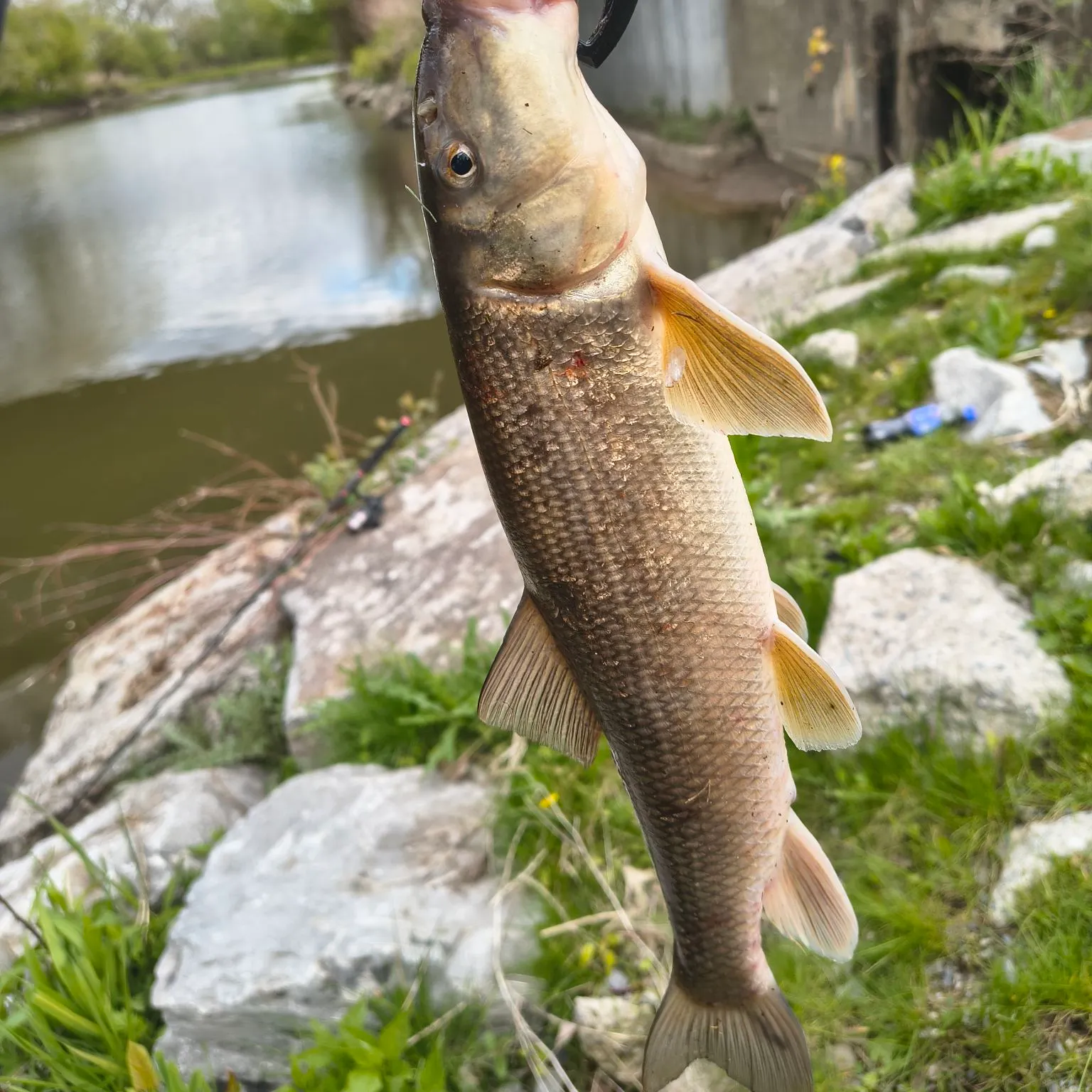 The most recent Golden redhorse catches on Fishbrain