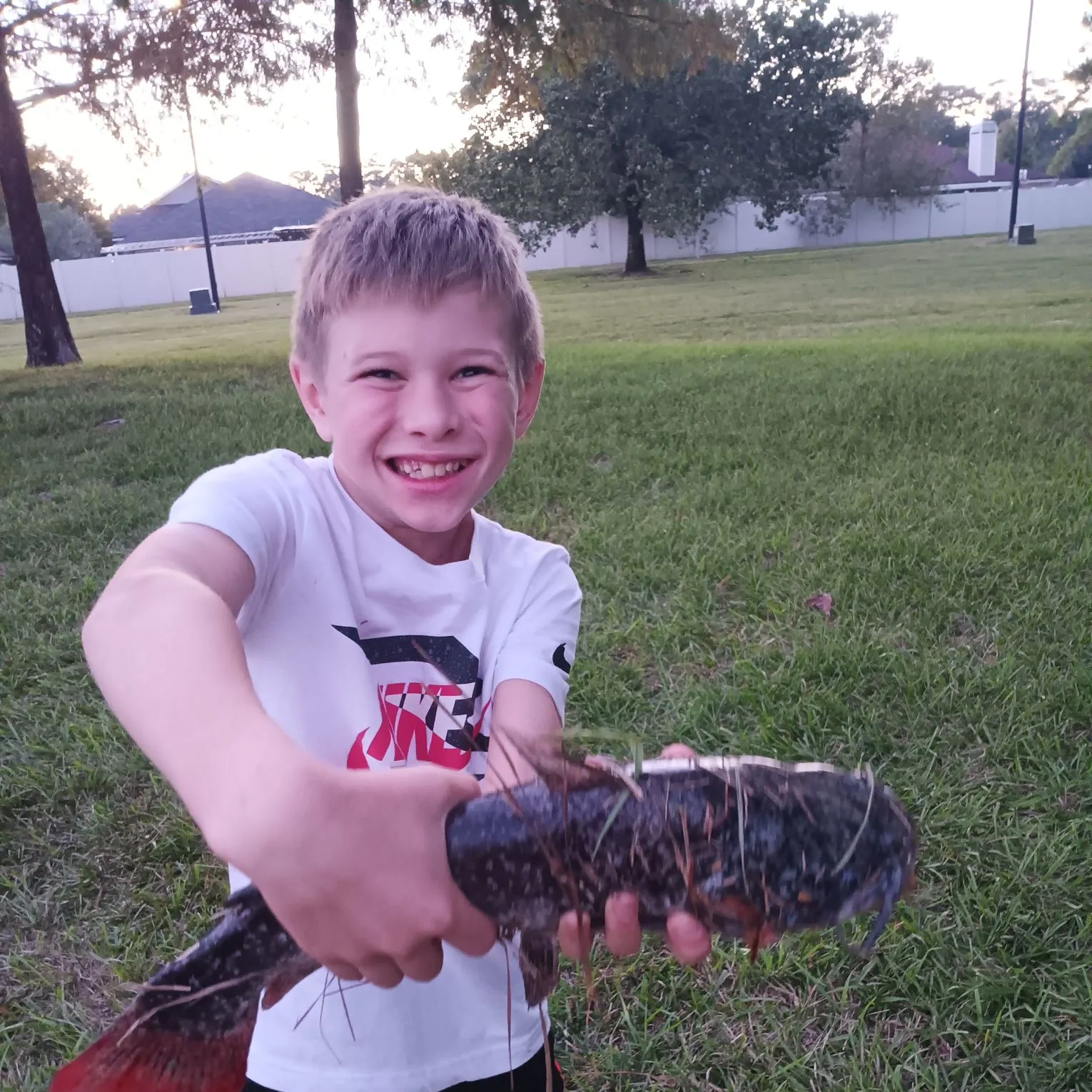 The most recent Brown bullhead catches on Fishbrain