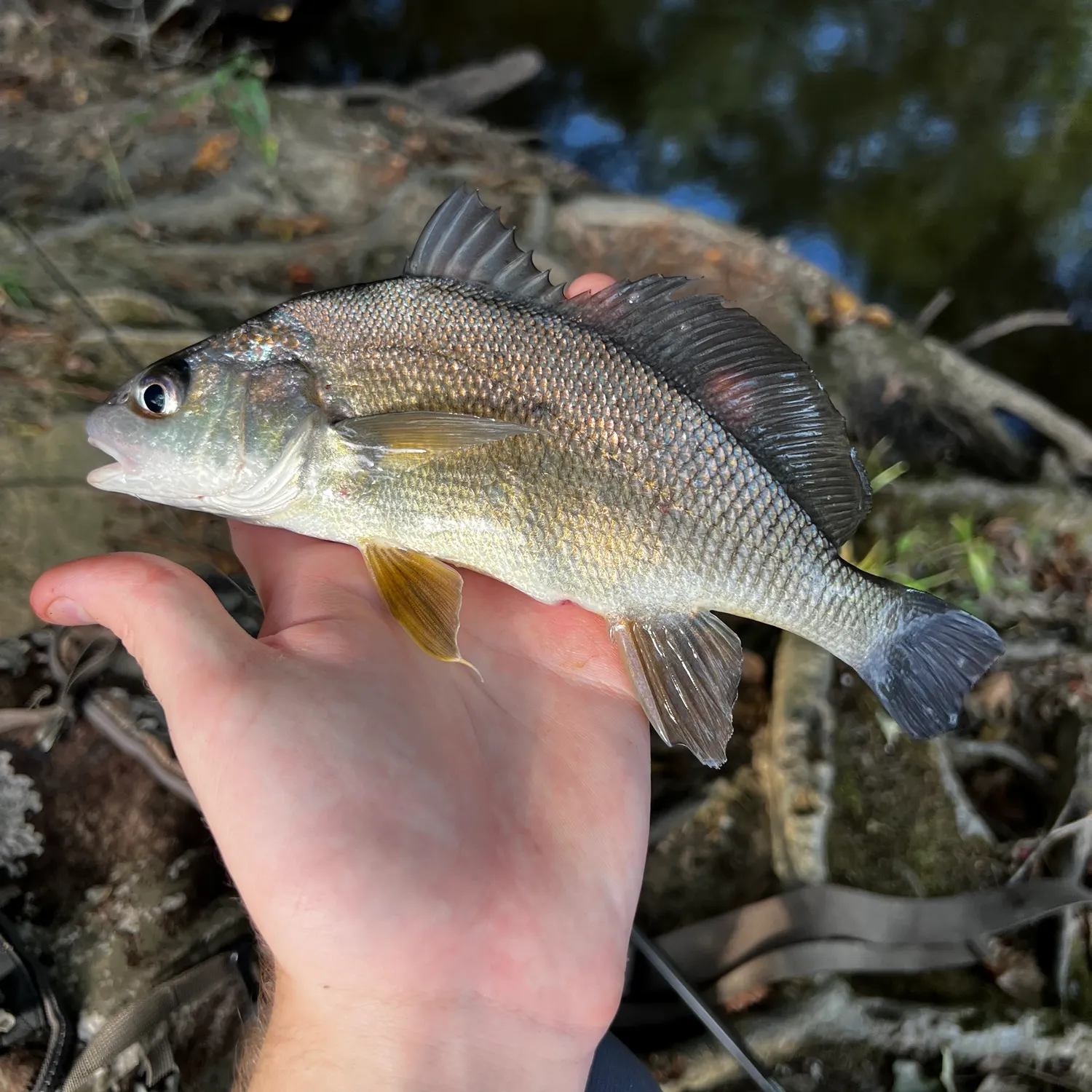 Freshwater drum caught on Fishbrain