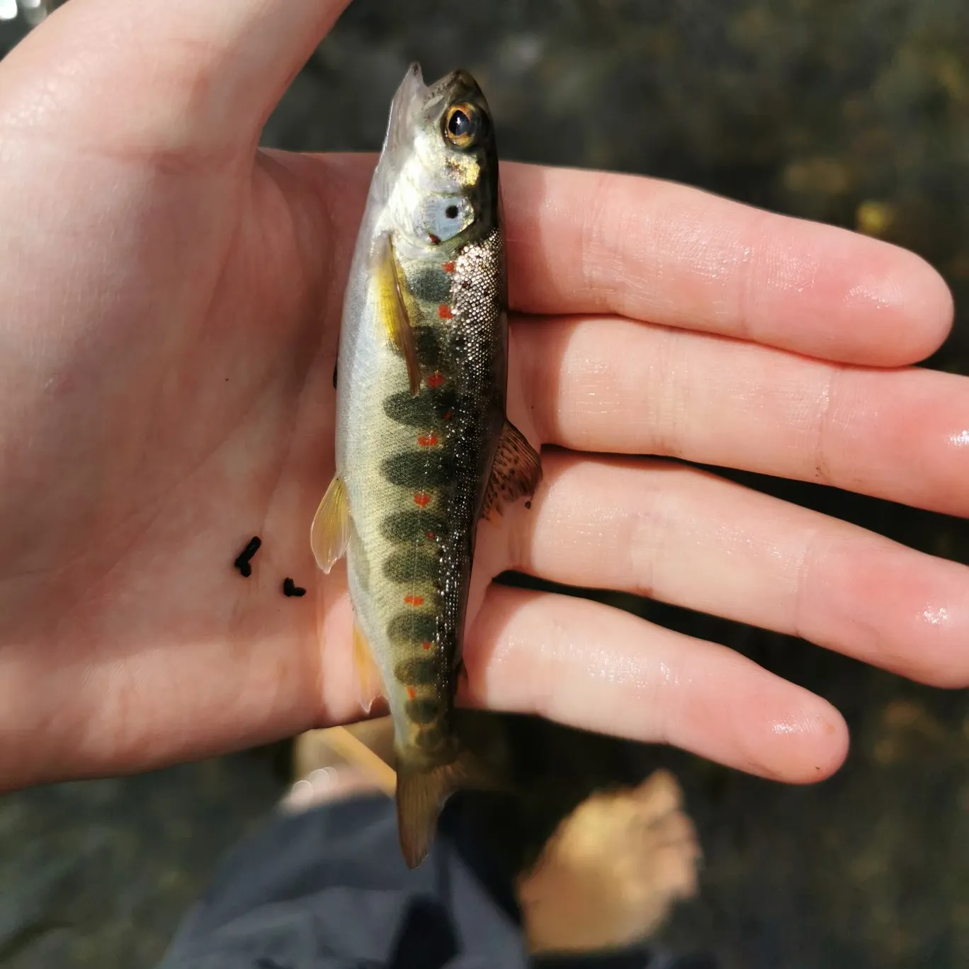 Brown trout caught on Fishbrain