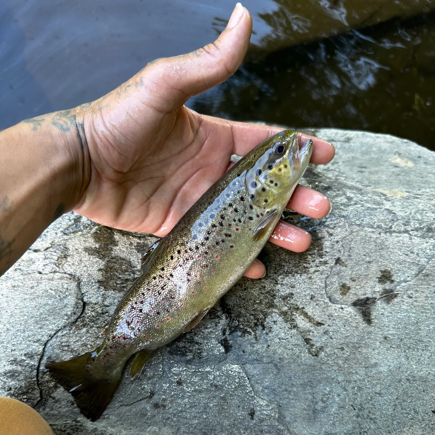 recently logged catches