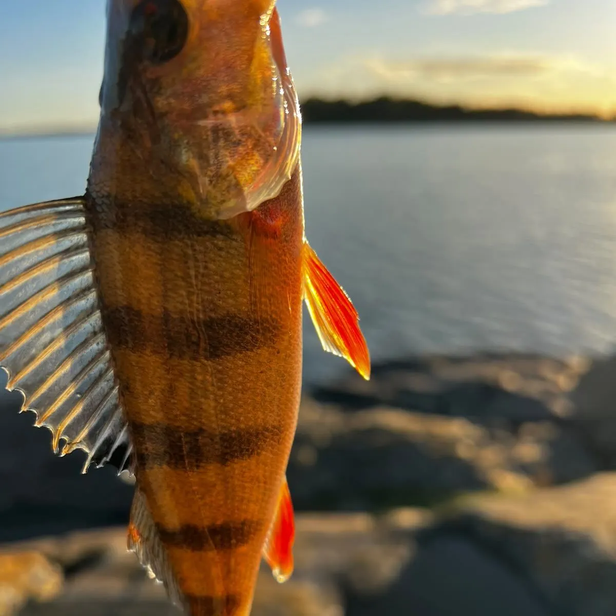 European perch caught on Fishbrain