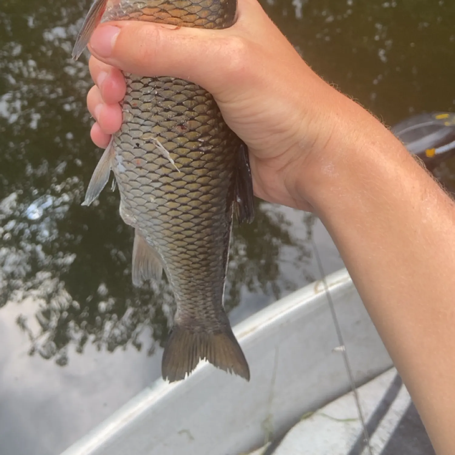 The most recent Fallfish catches on Fishbrain