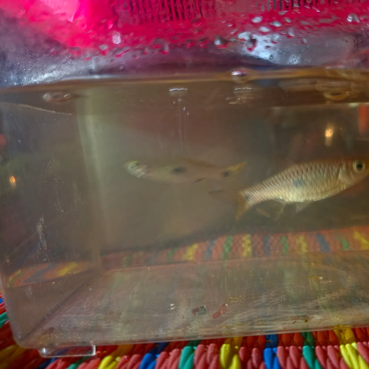 Hampala barb caught on Fishbrain