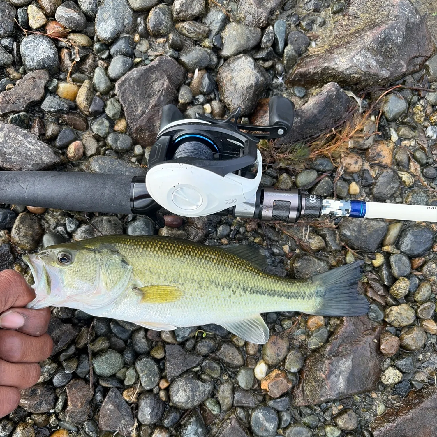 Largemouth bass caught on Fishbrain