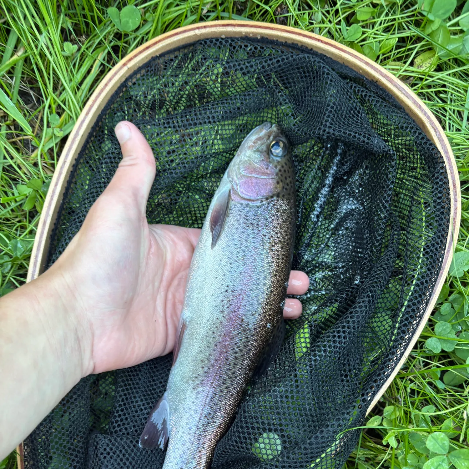 Rainbow trout caught on Fishbrain