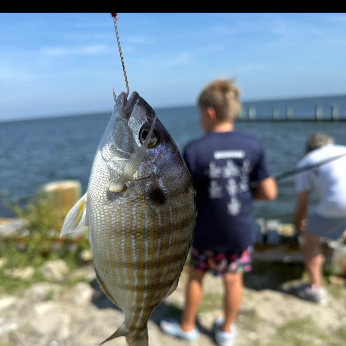 The most recent Spot croaker catches on Fishbrain