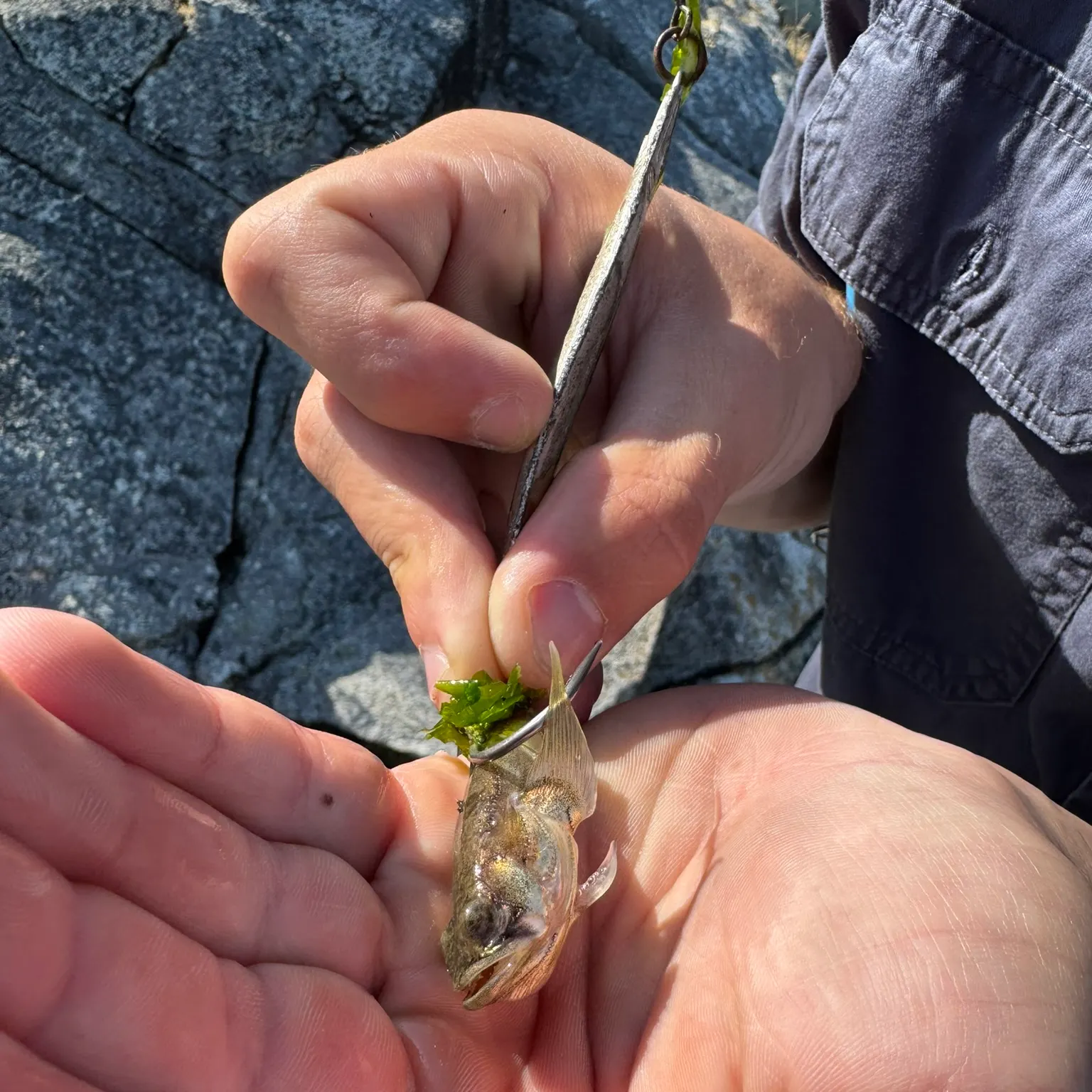 The most recent Plainfin midshipman catches on Fishbrain