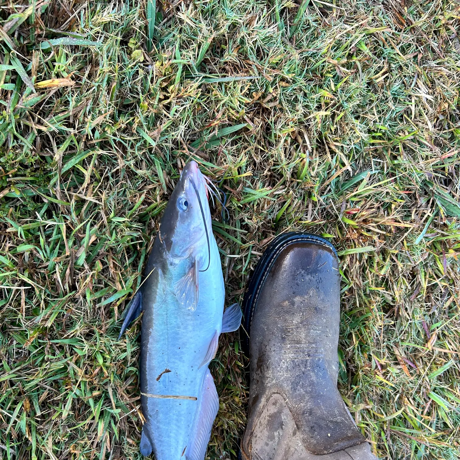 Channel catfish caught on Fishbrain