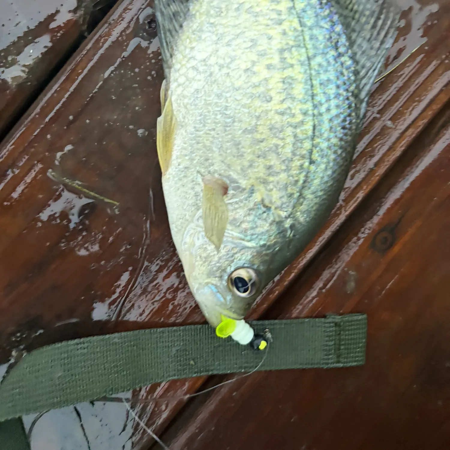Black crappie caught on Fishbrain
