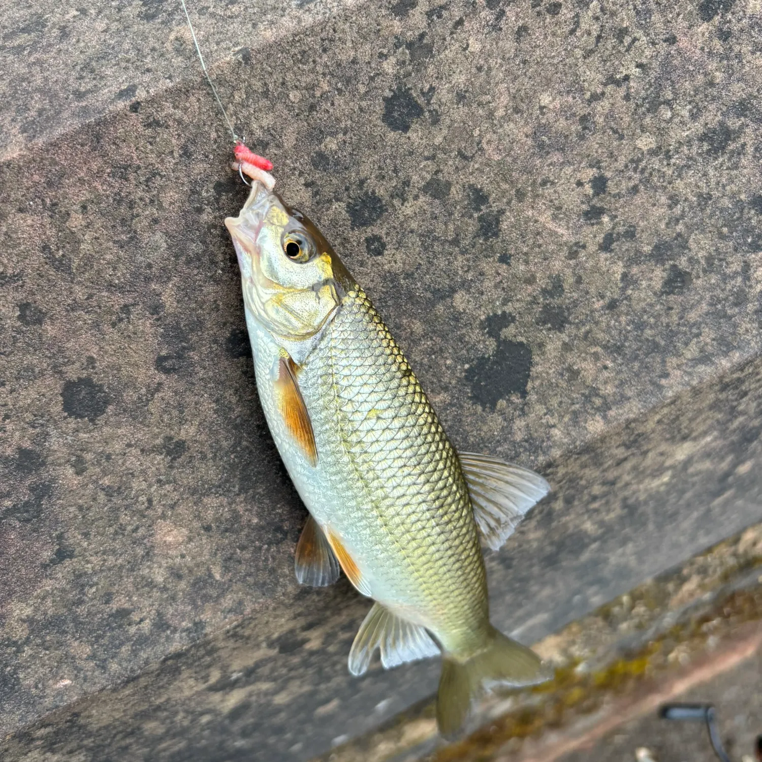 most liked catch image