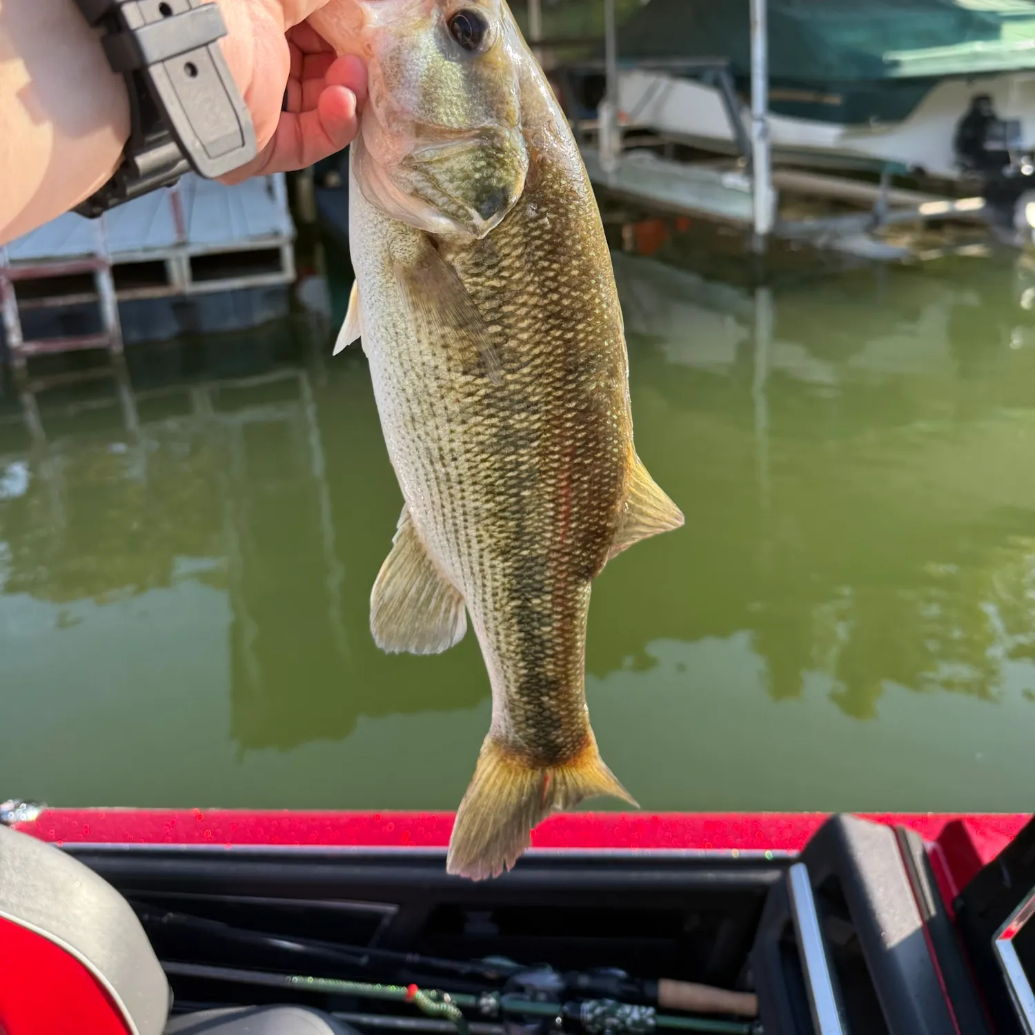 Spotted bass caught on Fishbrain