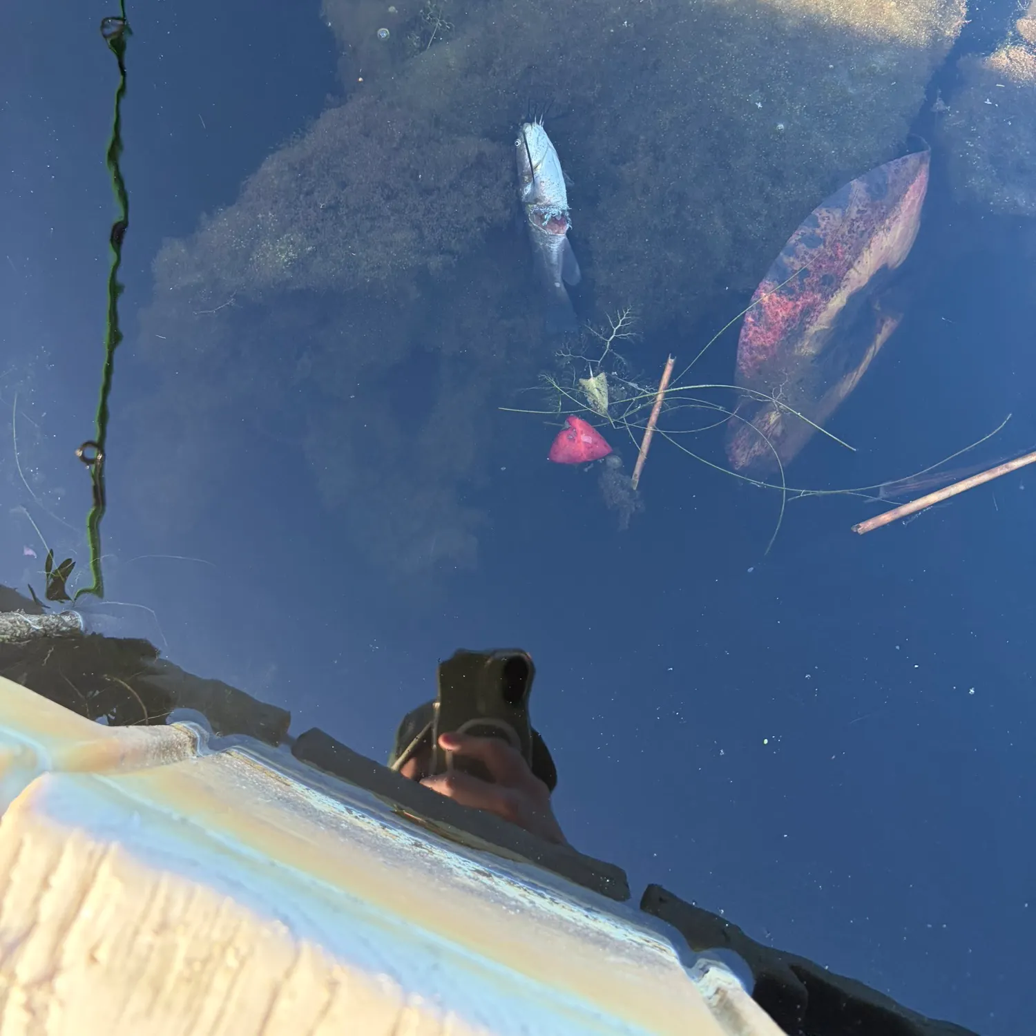 Black bullhead caught on Fishbrain