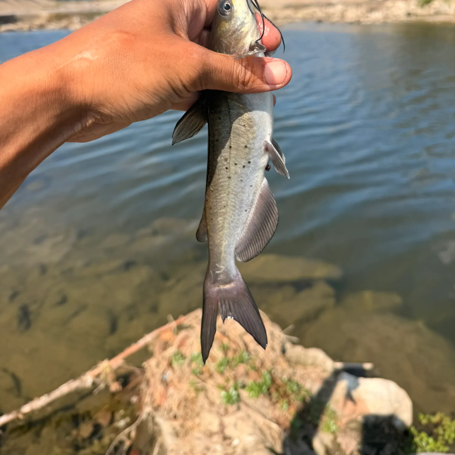 Channel catfish caught on Fishbrain