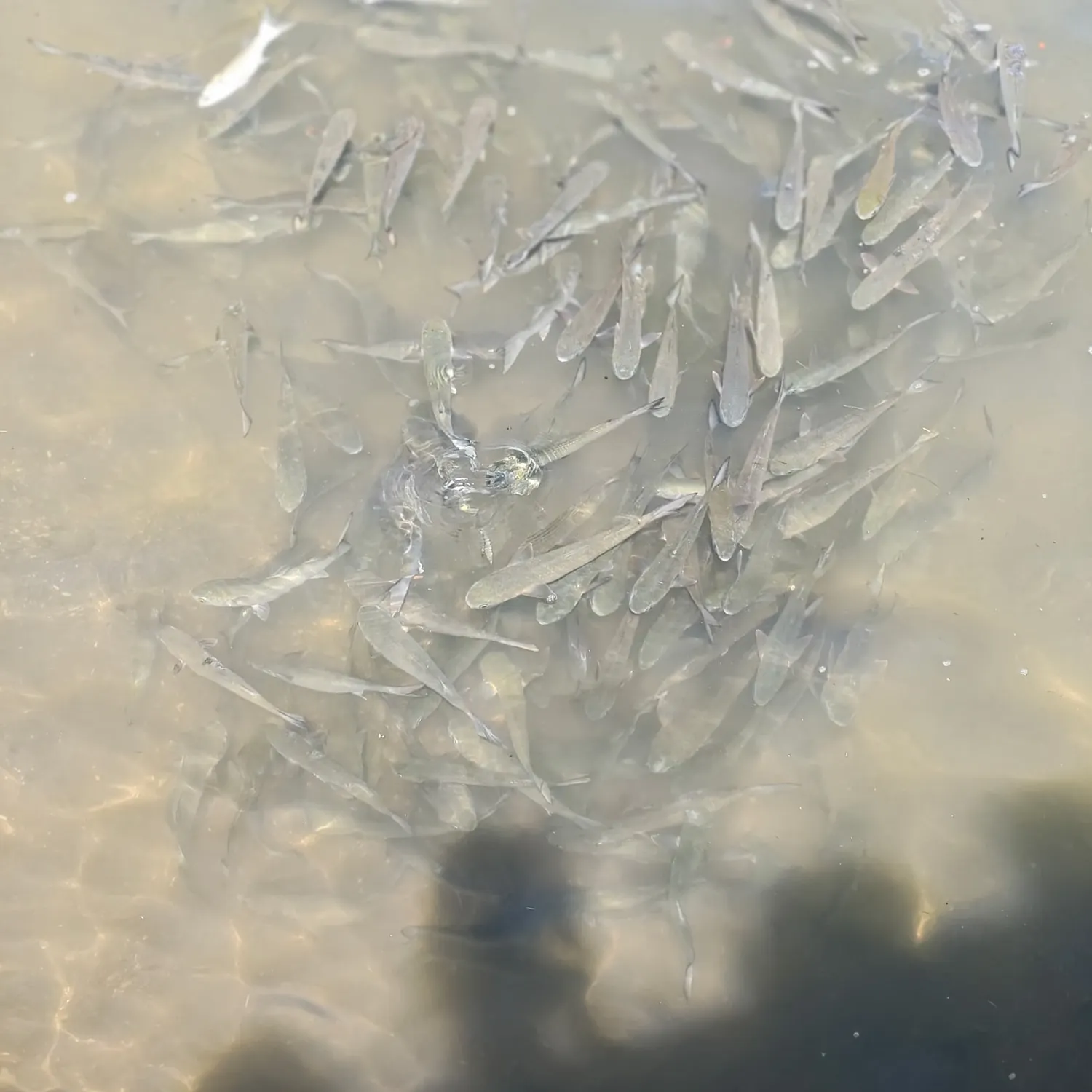 Striped mullet caught on Fishbrain