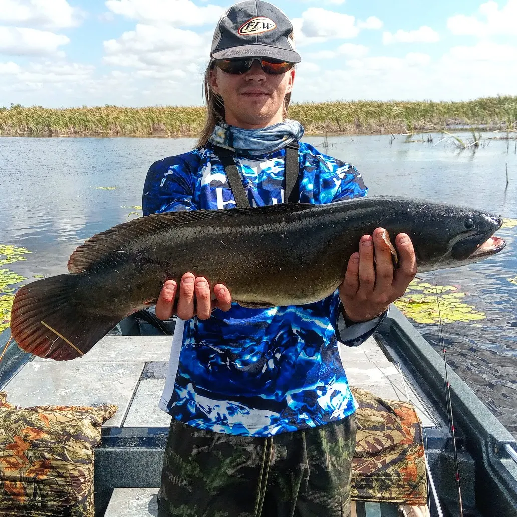 The most popular recent Bowfin catch on Fishbrain