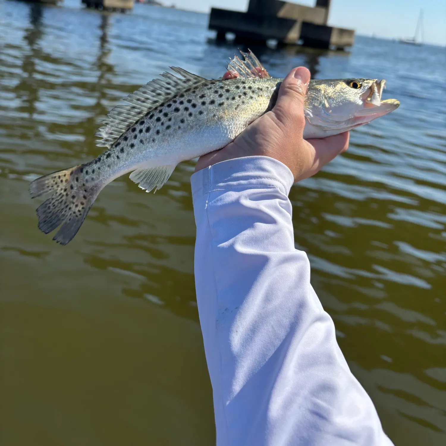 Spotted seatrout caught on Fishbrain