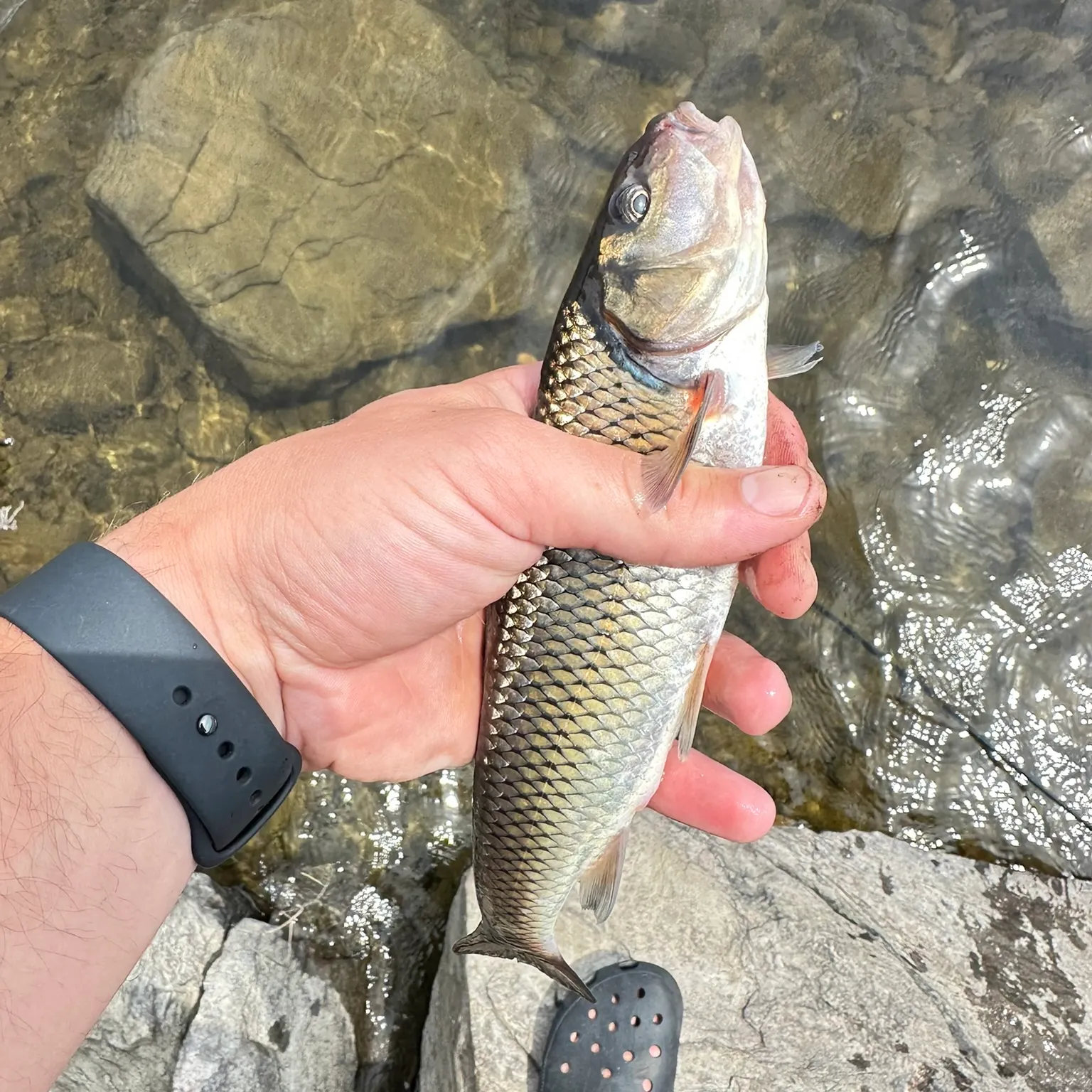 The most recent Fallfish catches on Fishbrain