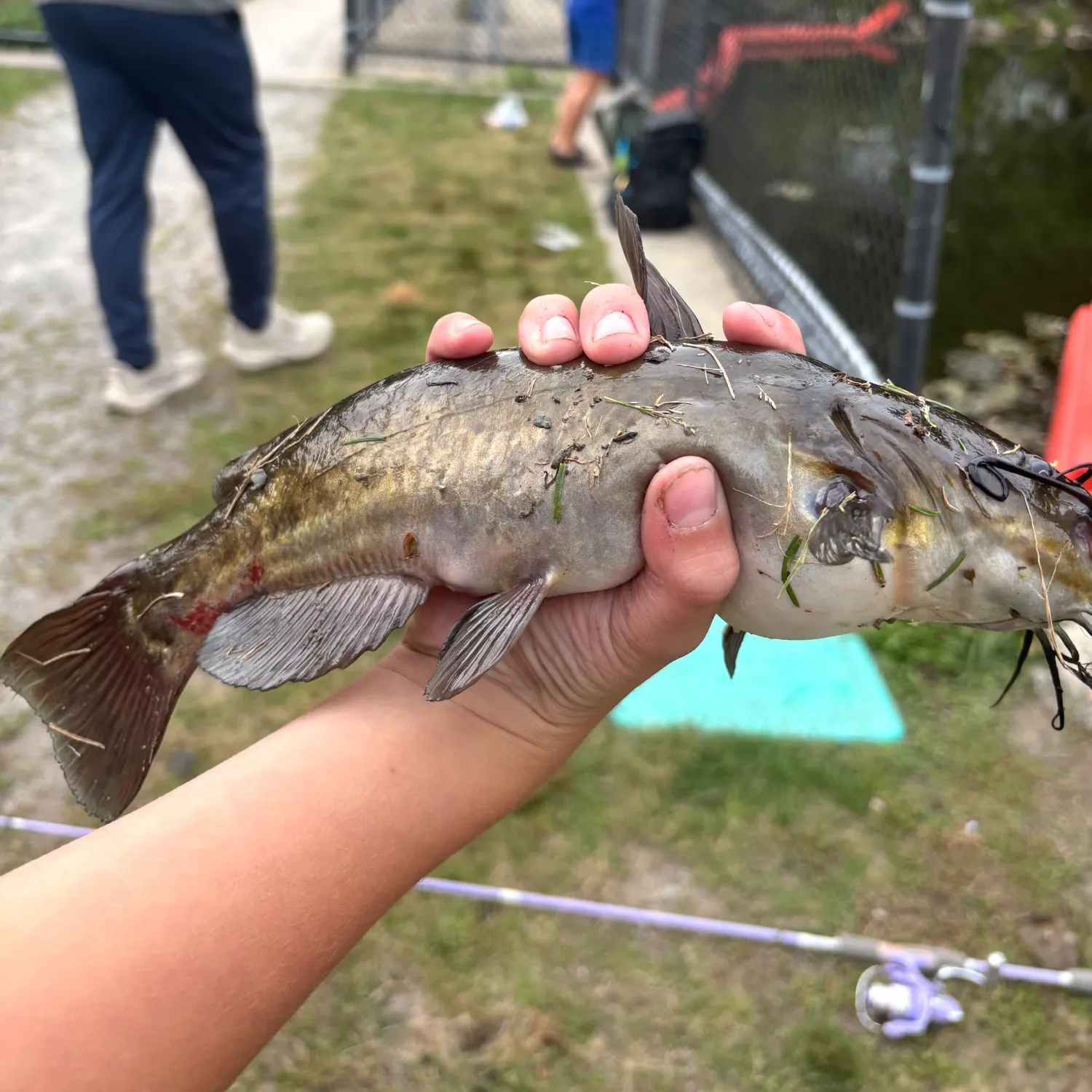 Brown bullhead caught on Fishbrain