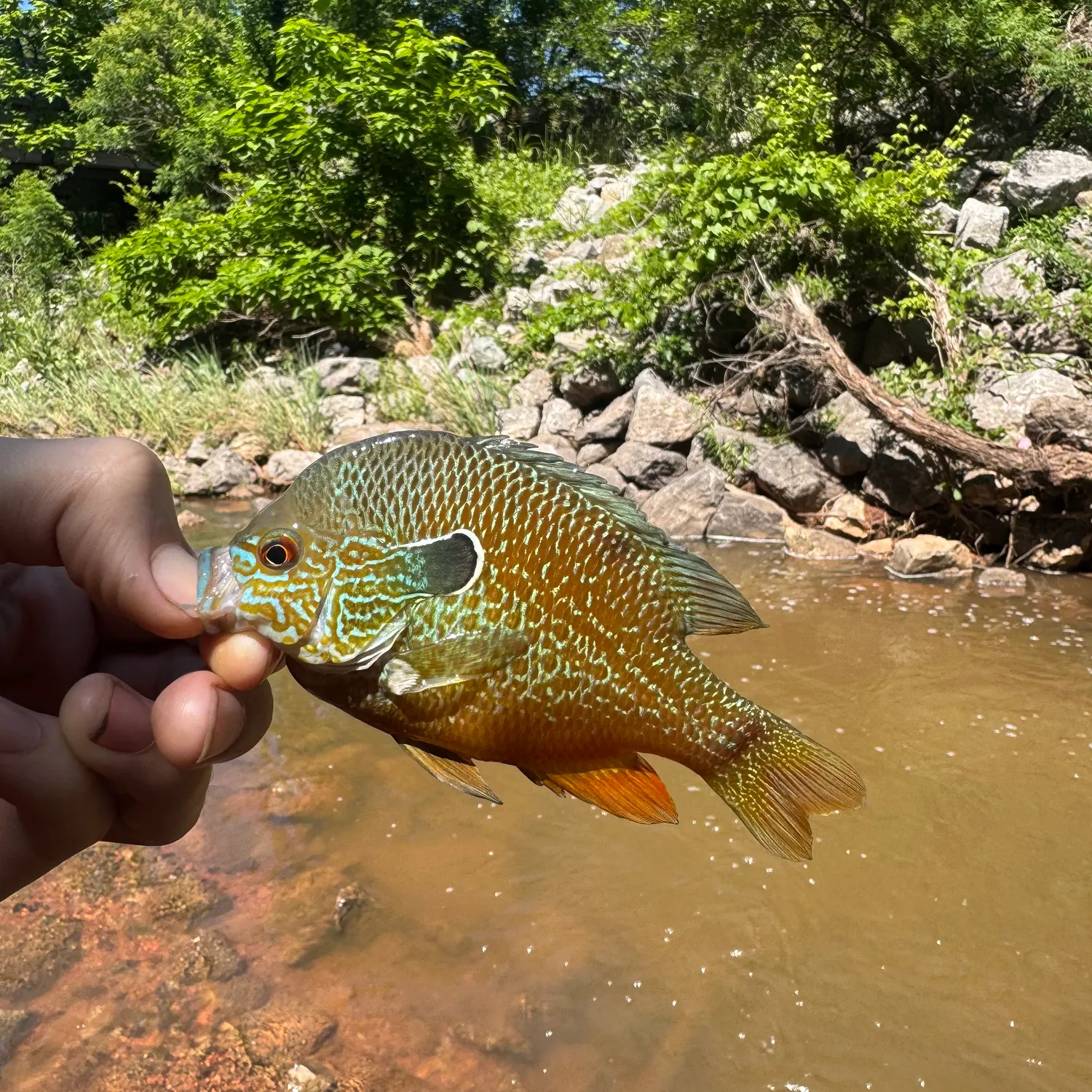 The most recent Plains longear sunfish catches on Fishbrain
