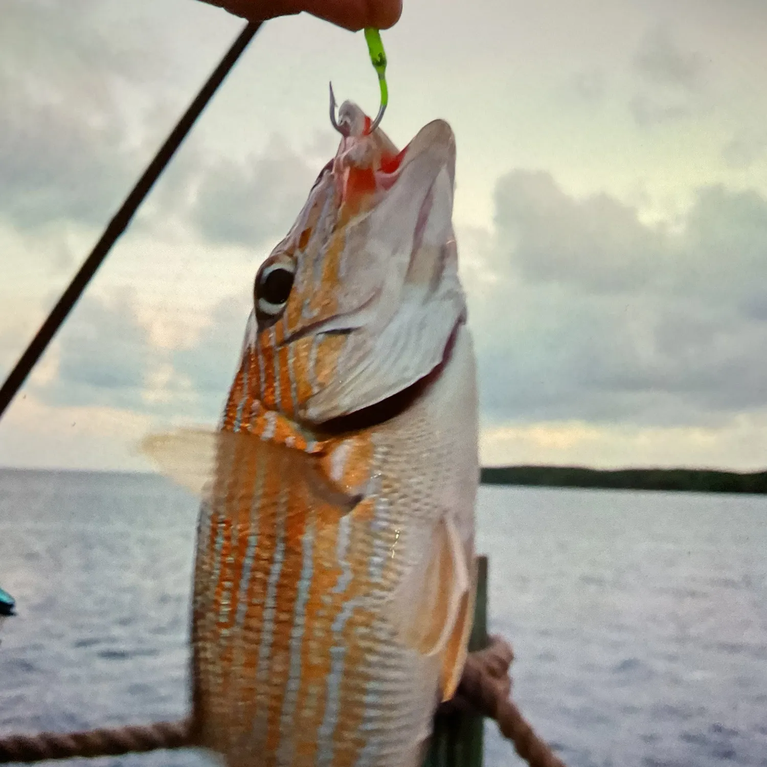 Bluestriped grunt caught on Fishbrain