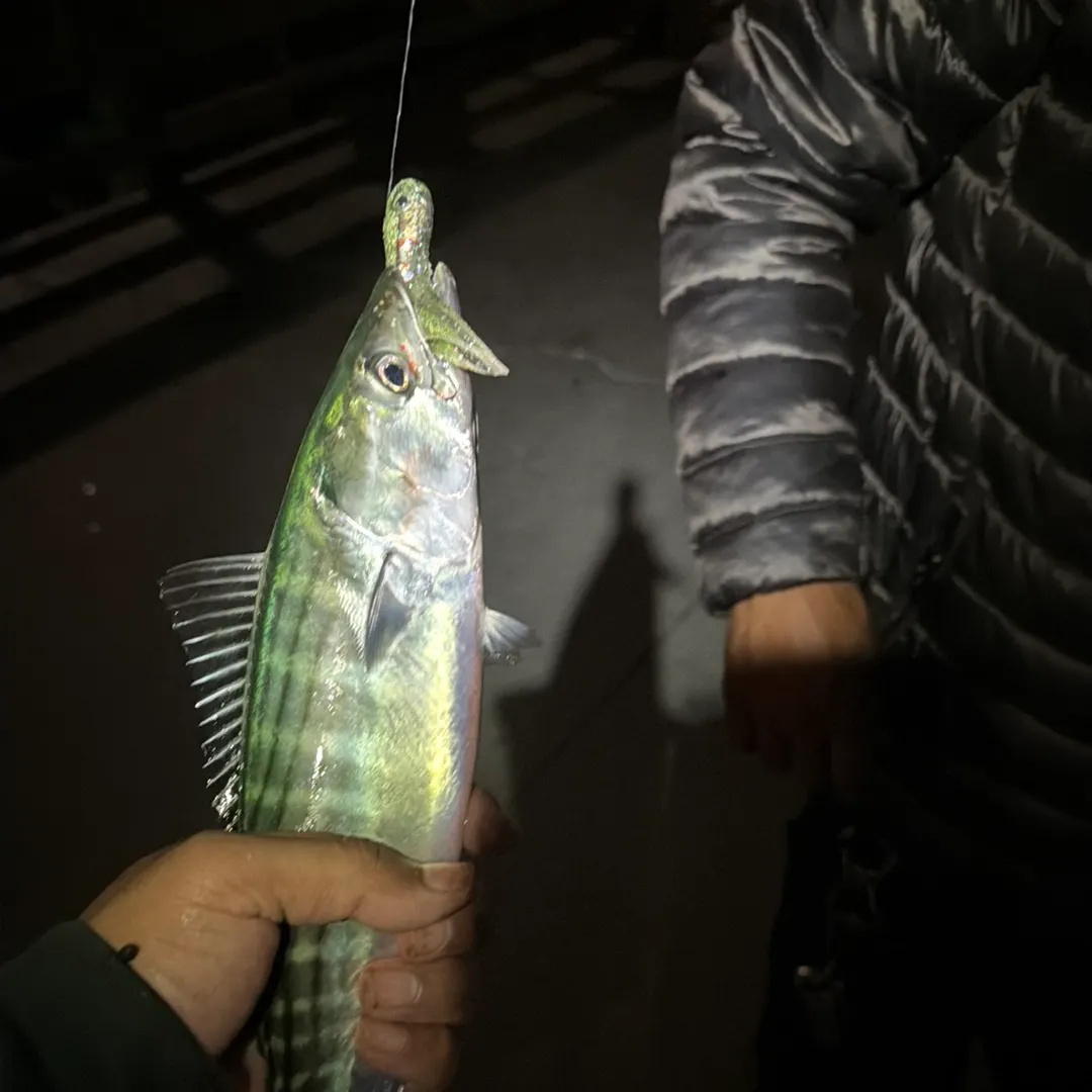 Pacific bonito caught on Fishbrain
