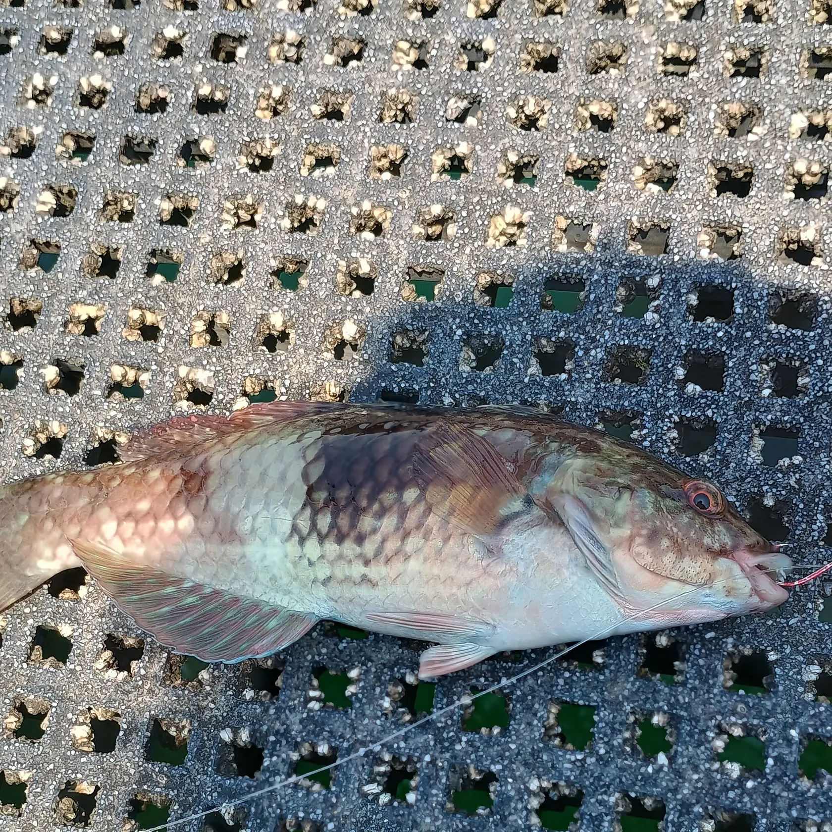 The most recent Blue-throated wrasse catches on Fishbrain