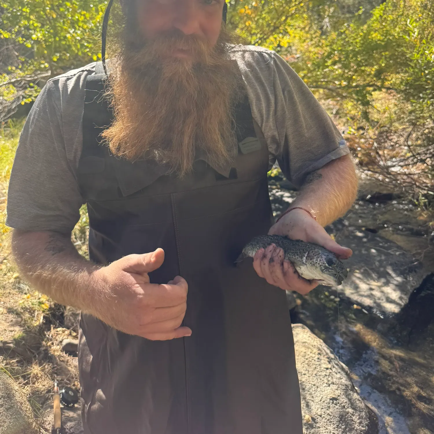 Black crappie caught on Fishbrain