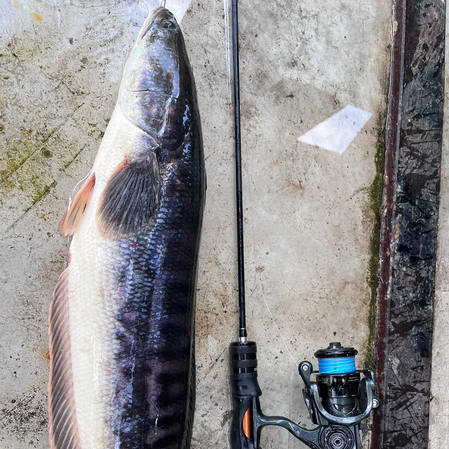 Indonesian snakehead caught on Fishbrain