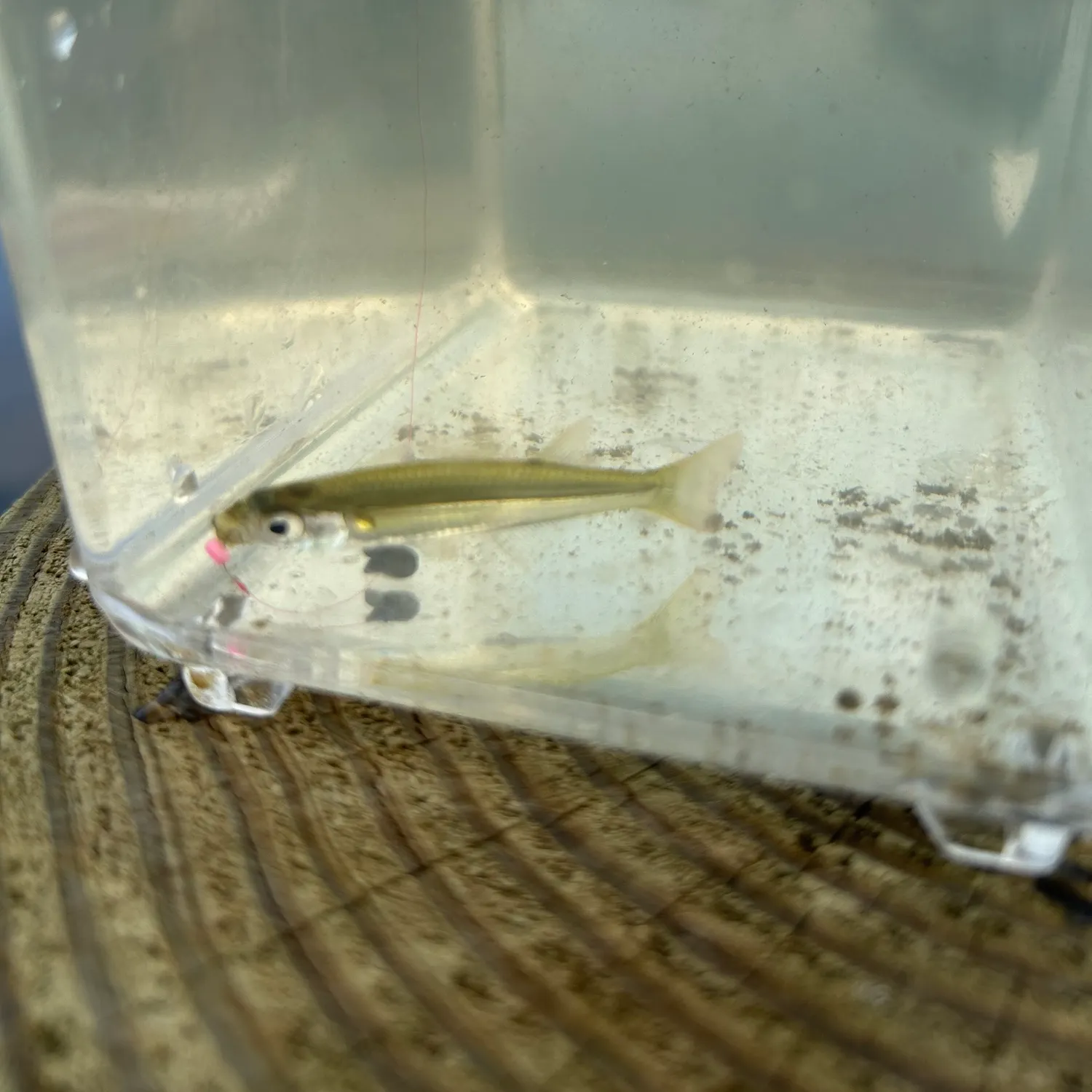 The most recent Inland silverside catches on Fishbrain