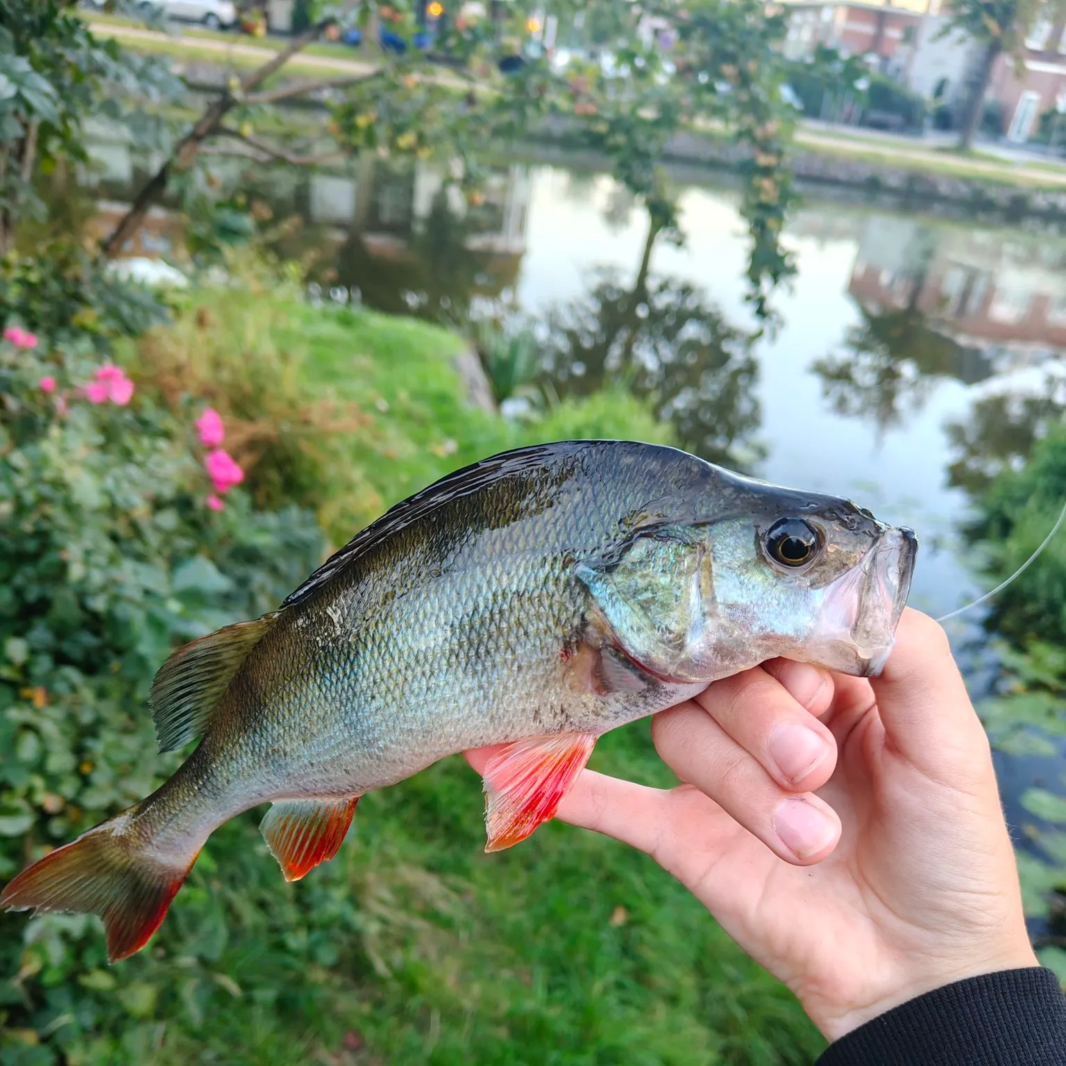 European perch caught on Fishbrain